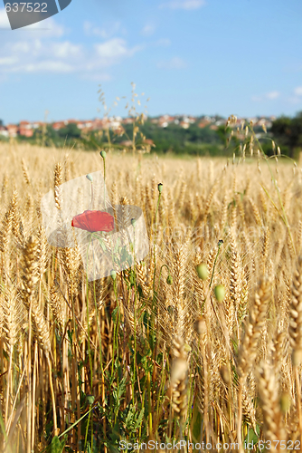 Image of summer field