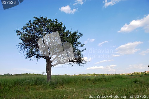 Image of lonely tree