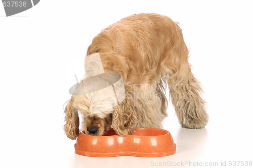 Image of American Cocker Spaniel eating food