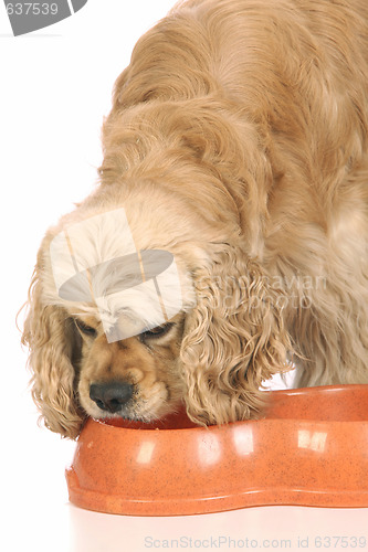 Image of American Cocker Spaniel eating food