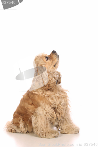 Image of American Cocker Spaniel looking up