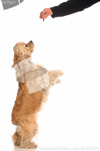 Image of American Cocker Spaniel