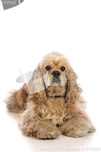Image of American Cocker Spaniel