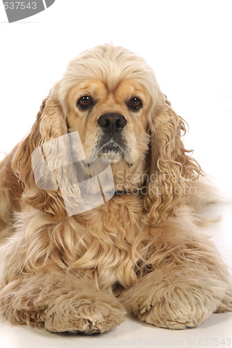 Image of American Cocker Spaniel