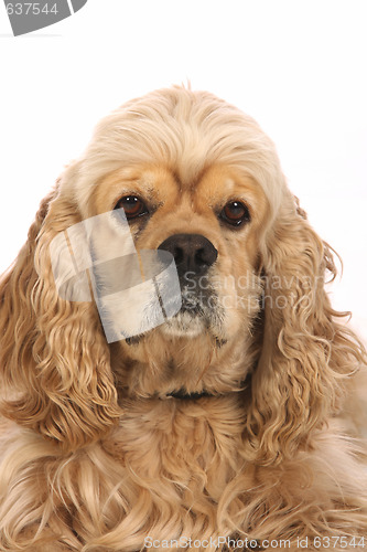Image of American Cocker Spaniel