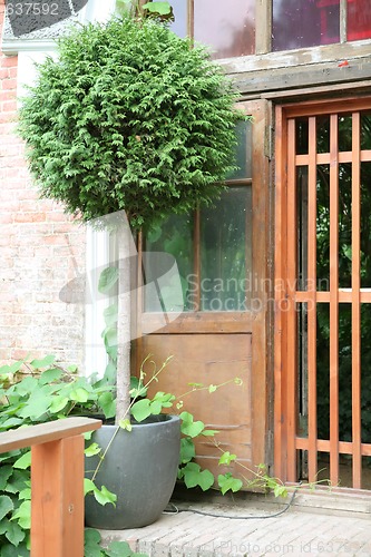 Image of Cozy corner in Garden, Tuya in Pot