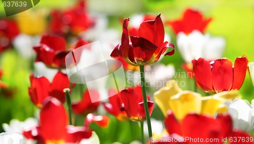 Image of fresh tulip