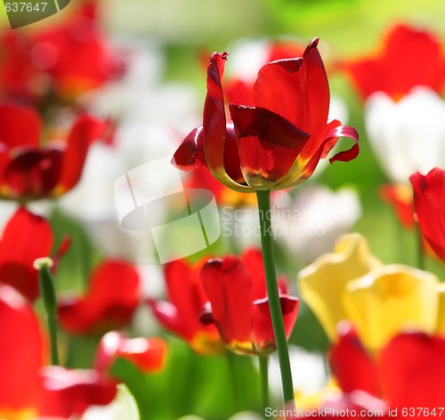 Image of tulips