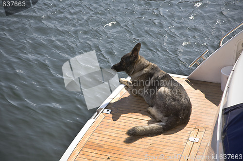 Image of German Shepherd