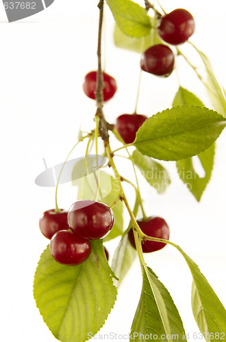 Image of Red cherry on branch