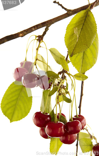 Image of Red cherry on branch