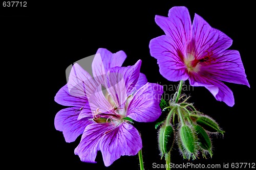 Image of garden geranium (Ger. × magnificum)  