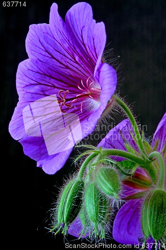 Image of garden geranium (Ger. × magnificum)  