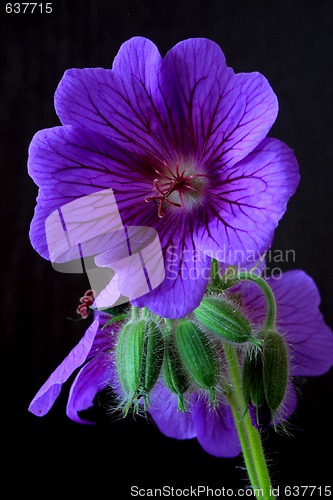 Image of garden geranium (Ger. × magnificum)  