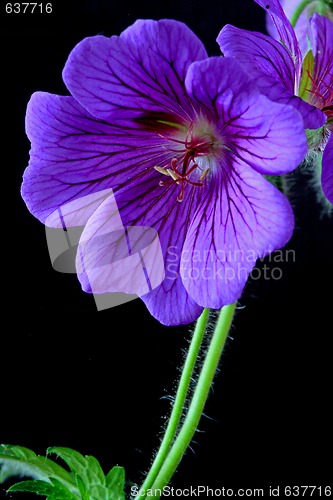 Image of garden geranium (Ger. × magnificum)  