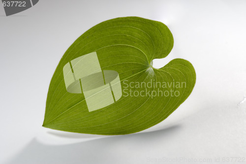 Image of Single Green Leaf