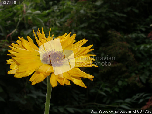 Image of coneflower