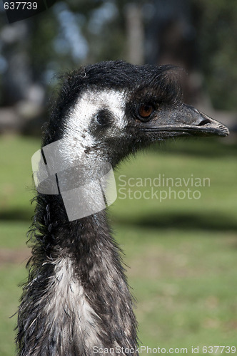 Image of Emu