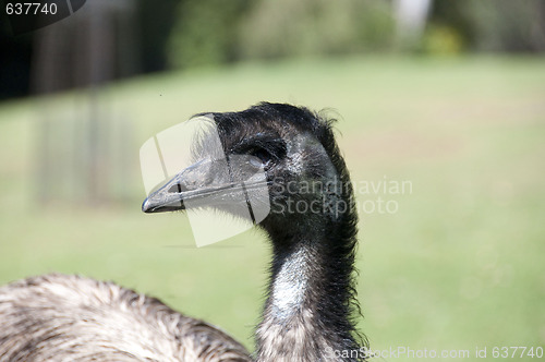 Image of Emu