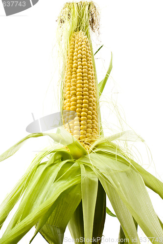 Image of Corn cob