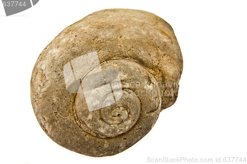 Image of ammonite