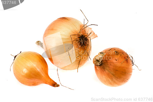 Image of onion