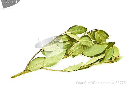 Image of Laurel branch with leaves on a white background