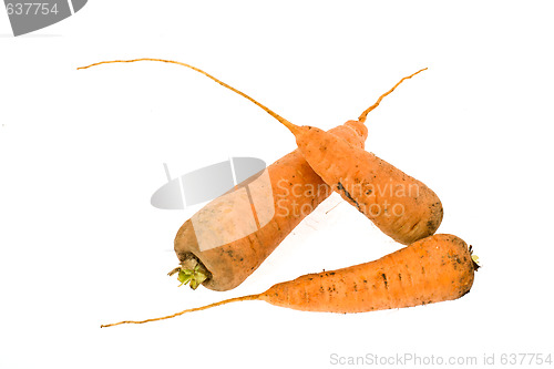 Image of carrot