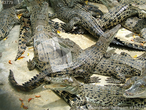 Image of Alligators competition