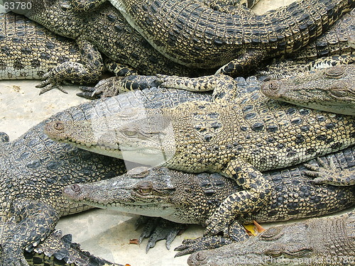 Image of Many alligators