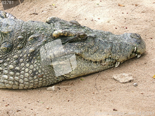 Image of Alligator waiting