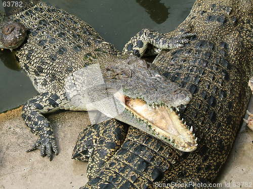 Image of Dangerous alligator