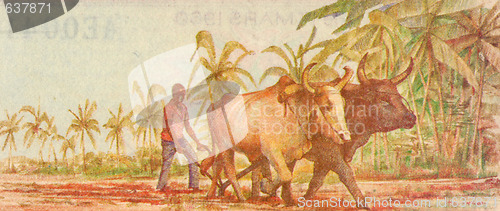 Image of Plowing with Water Buffalo