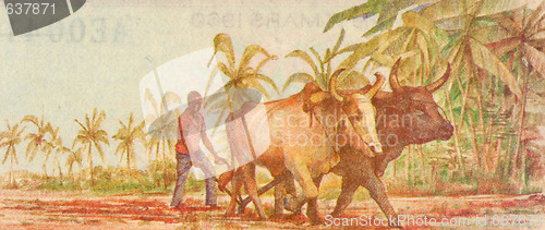Image of Plowing with Water Buffalo