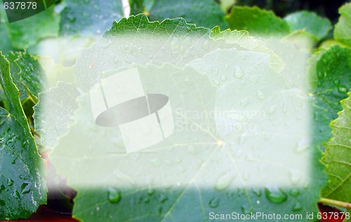 Image of Frame of wet leaves