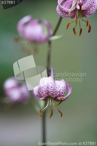 Image of Martagon or Turks Cap Lilies.