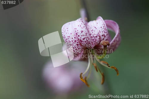 Image of Martagon or Turks Cap Lily.