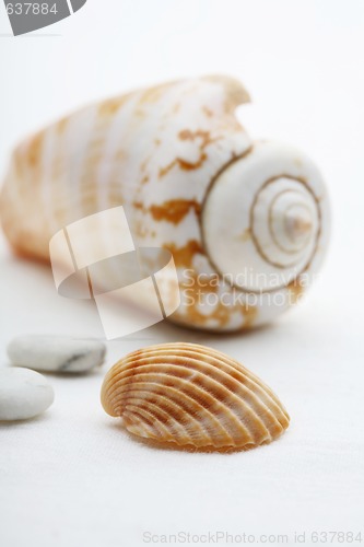 Image of Close-up of seashell arrangement.