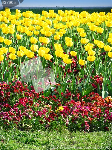 Image of Yellow Spring Tulips