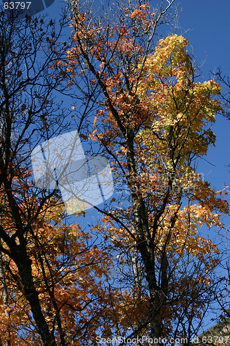 Image of Trees with Blue Sky