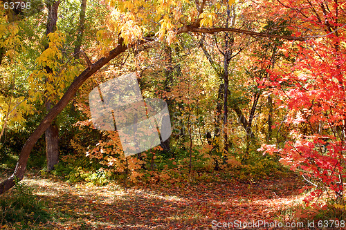 Image of Fall and the Beautiful