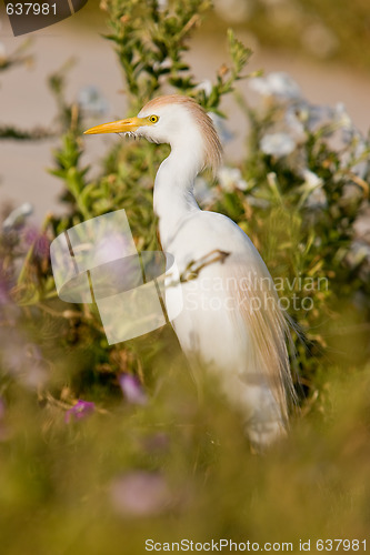 Image of Cattle egret in breeding plumage