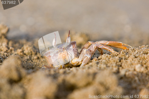 Image of Ghost crab