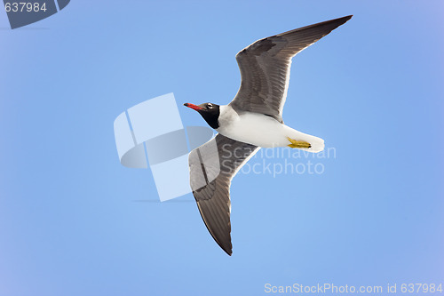 Image of Black-headed gull in flight