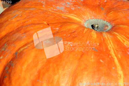 Image of Up Close - Pumpkin