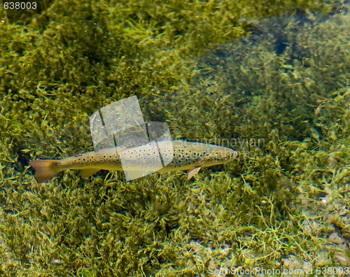 Image of Rainbow trout