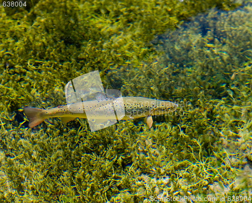 Image of Rainbow trout