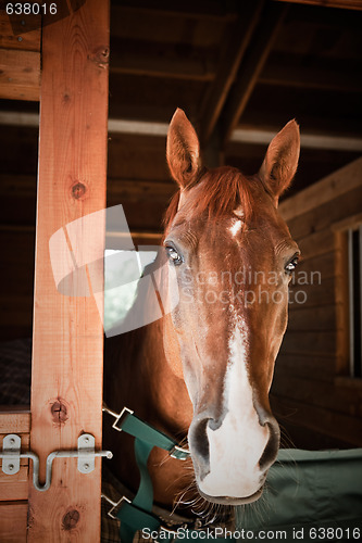 Image of Brown horse