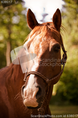 Image of Brown horse