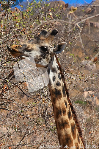 Image of Giraffe eating bush